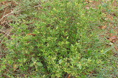 Toddalia asiatica